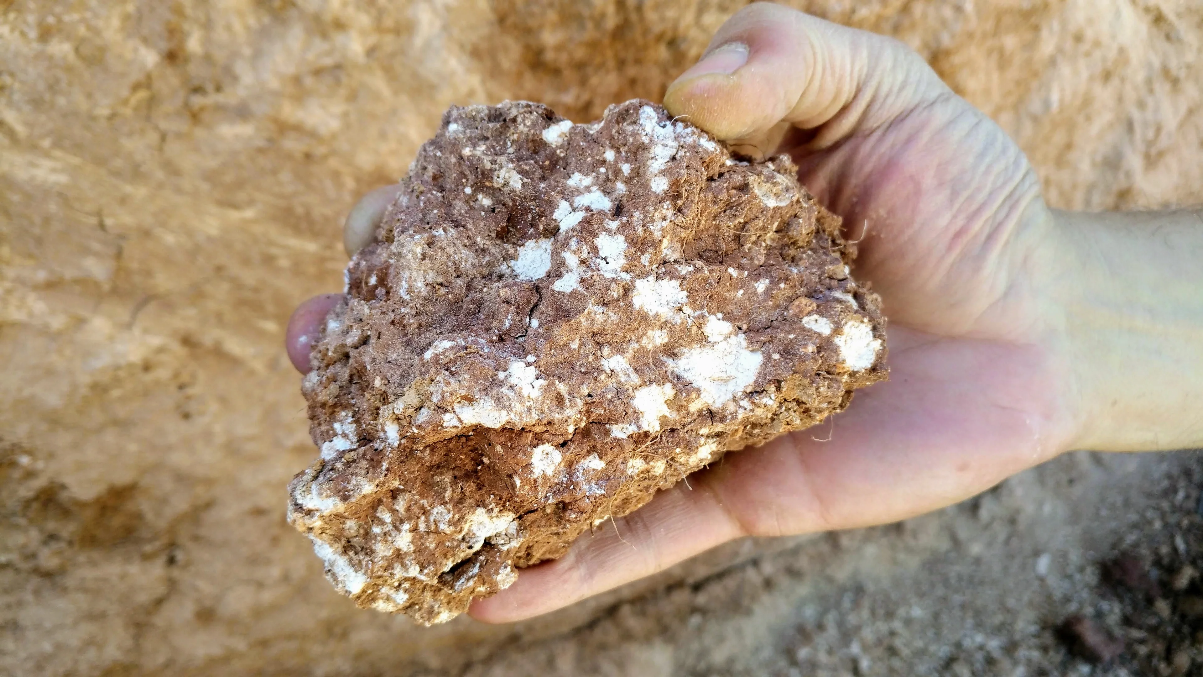Calcium carbonate concretions in a soil aggregate