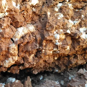 Calcium carbonate concretions in a soil horizon