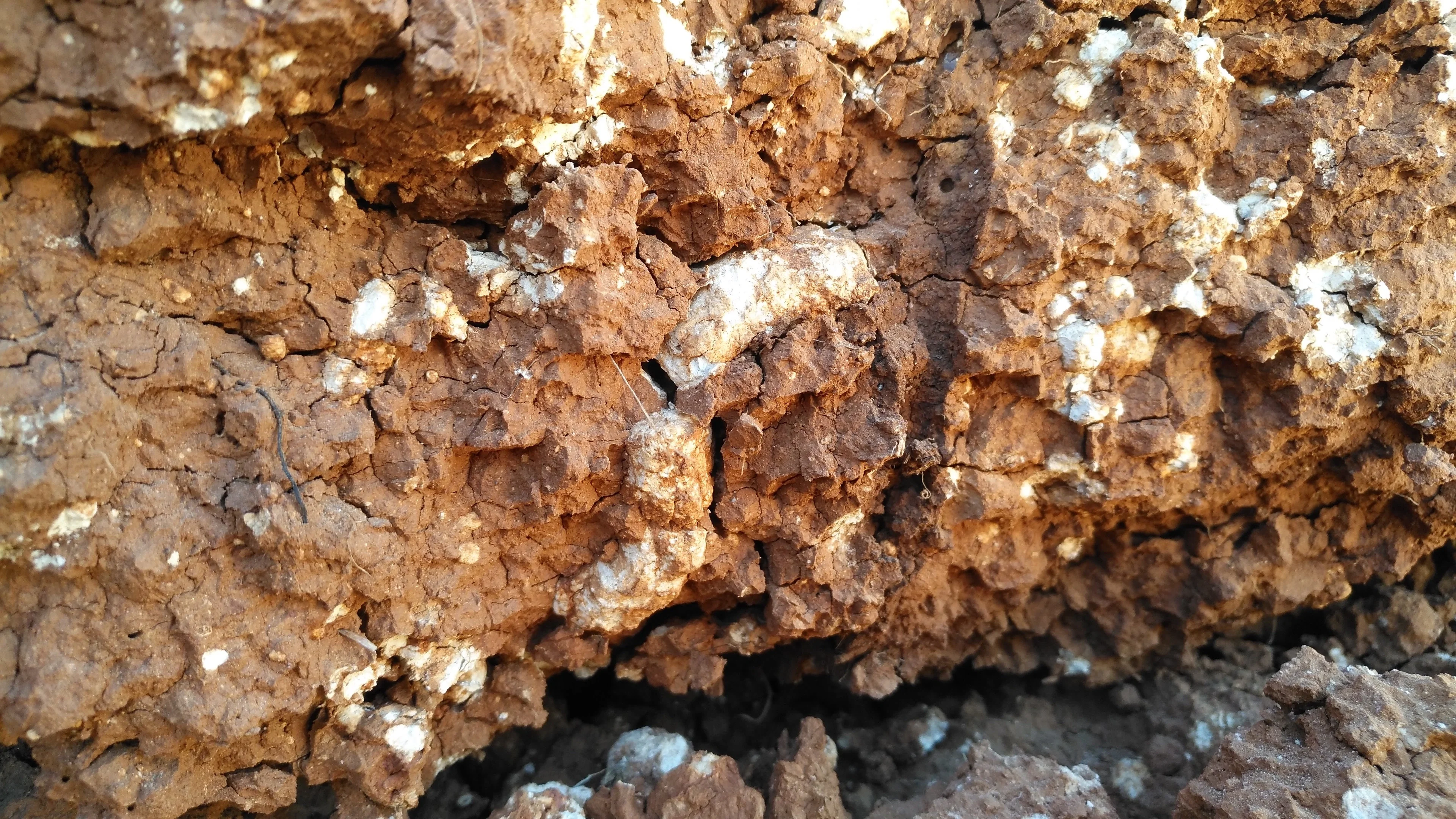 Calcium carbonate concretions in a soil horizon