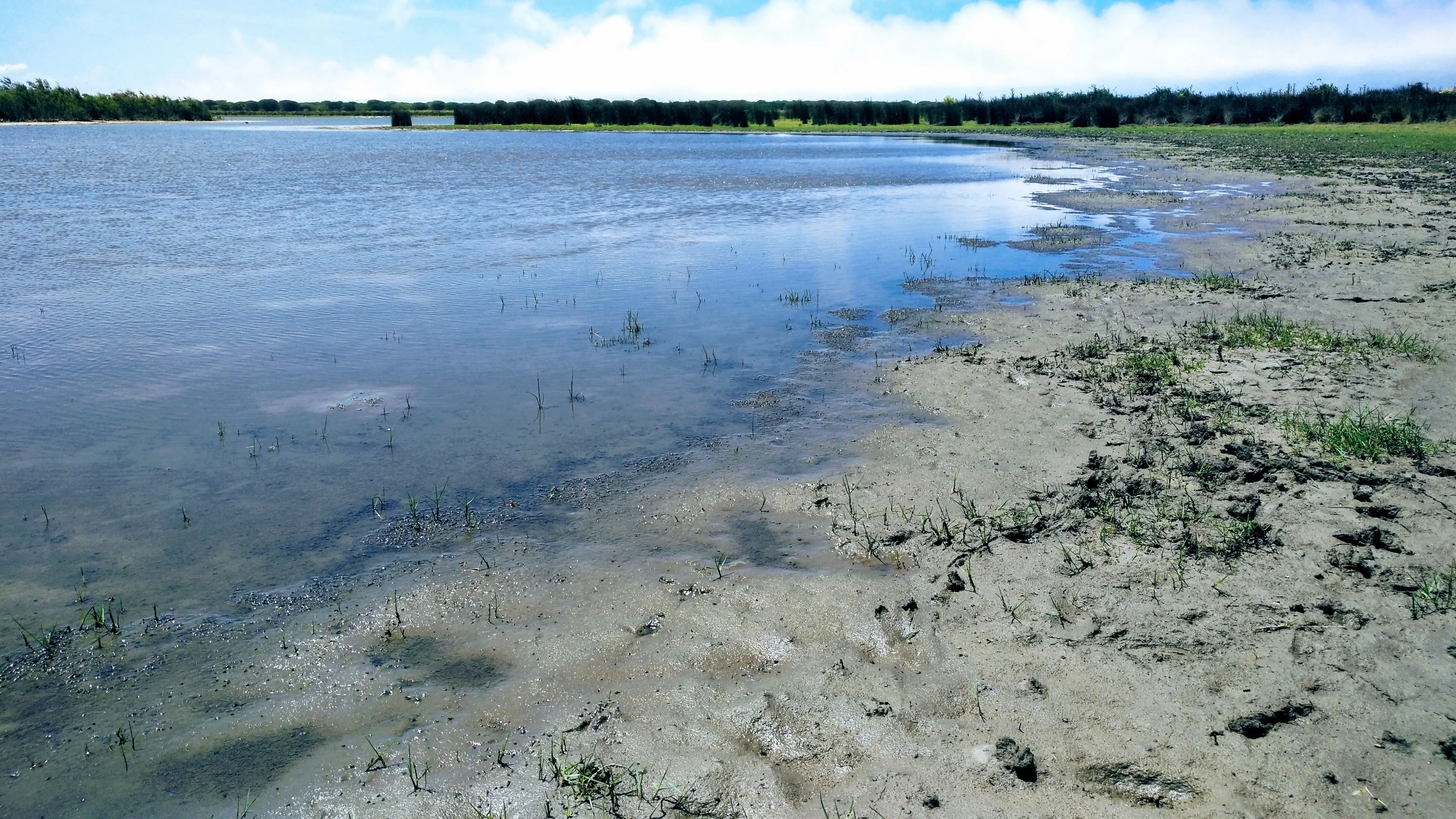 Santa Olalla lagoon (Doñana National Park, southwestern Spain)