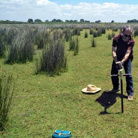 Soil scientists in action: Arturo playing with an auger