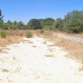 Experimental plot preserving unaltered toxic sludge in the proximity of the Doñana National Park