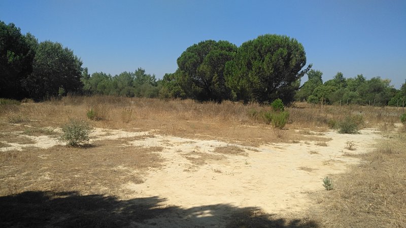 Experimental plot preserving unaltered toxic sludge in the proximity of the Doñana National Park