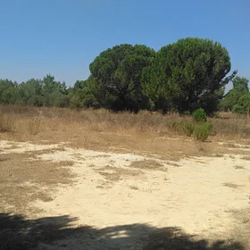 Experimental plot preserving unaltered toxic sludge in the proximity of the Doñana National Park
