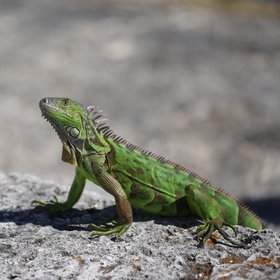 Still-looking iguana at the Vizcaya Garden in Miami