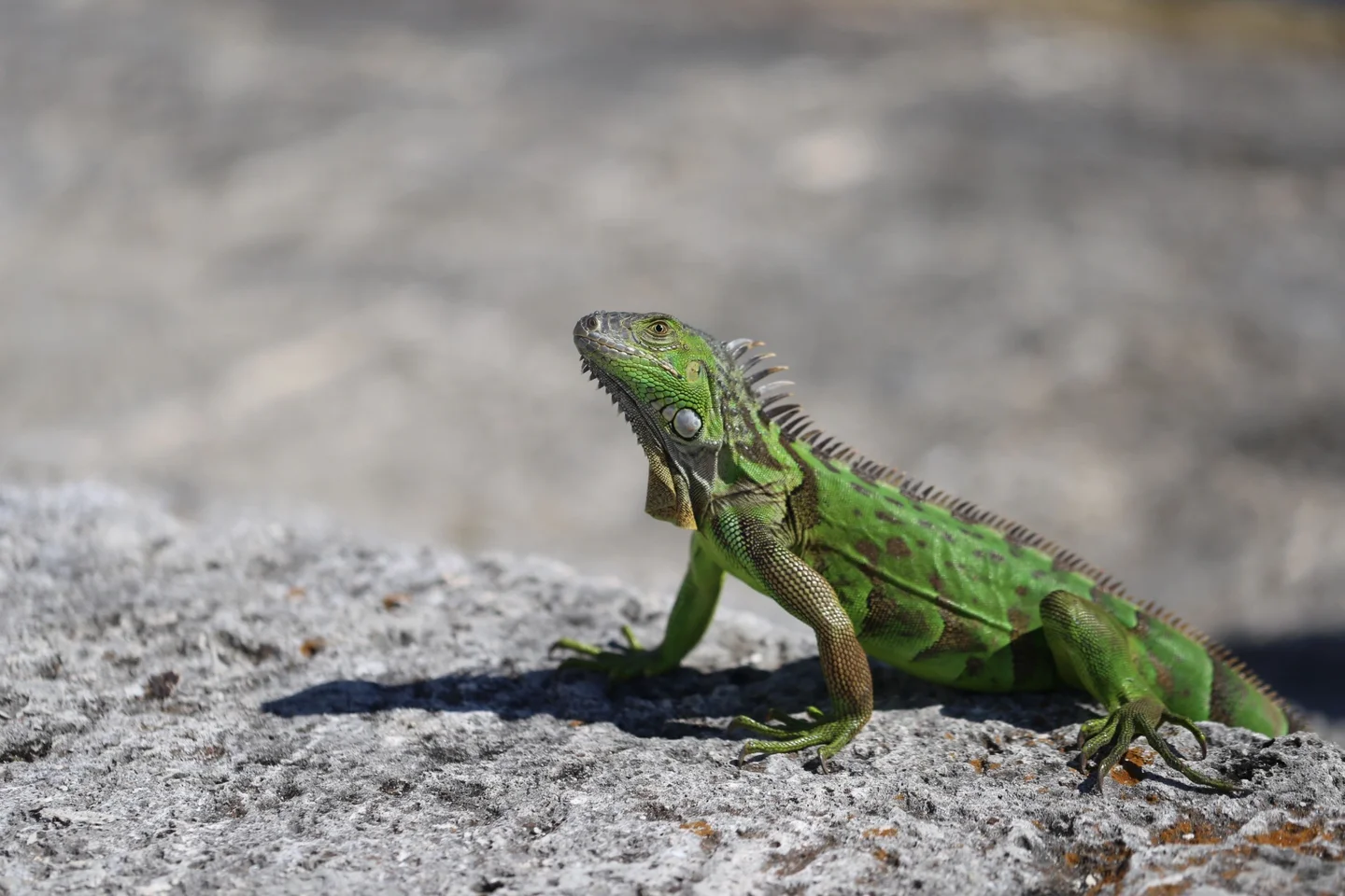 Still-looking iguana at the Vizcaya Garden in Miami