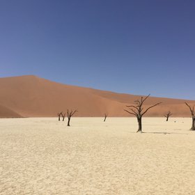 White sand and withered tree in Sossusvlei