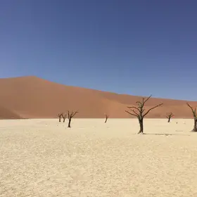 White sand and withered tree in Sossusvlei