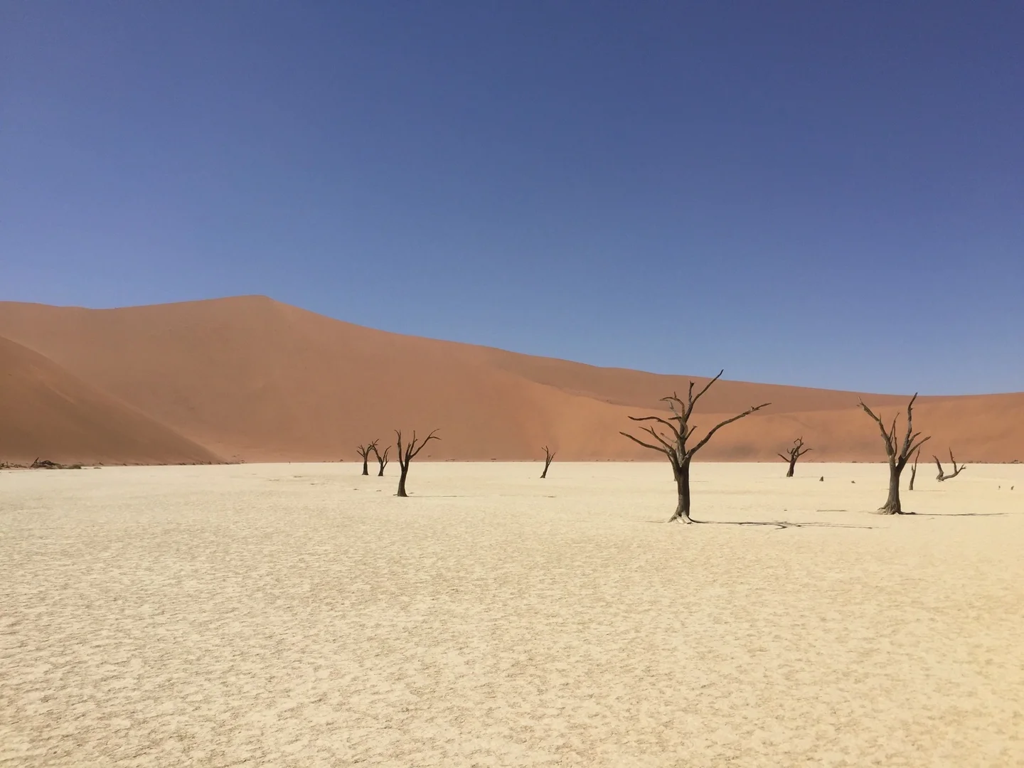 White sand and withered tree in Sossusvlei