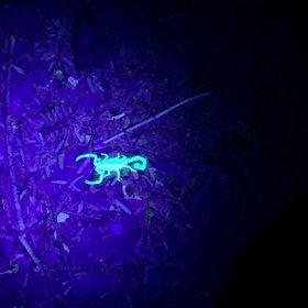 A scorpion under UV light