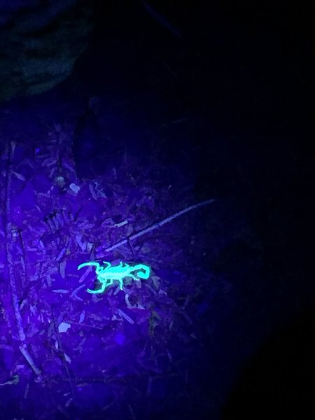 A scorpion under UV light