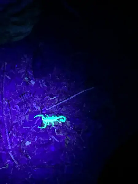 A scorpion under UV light