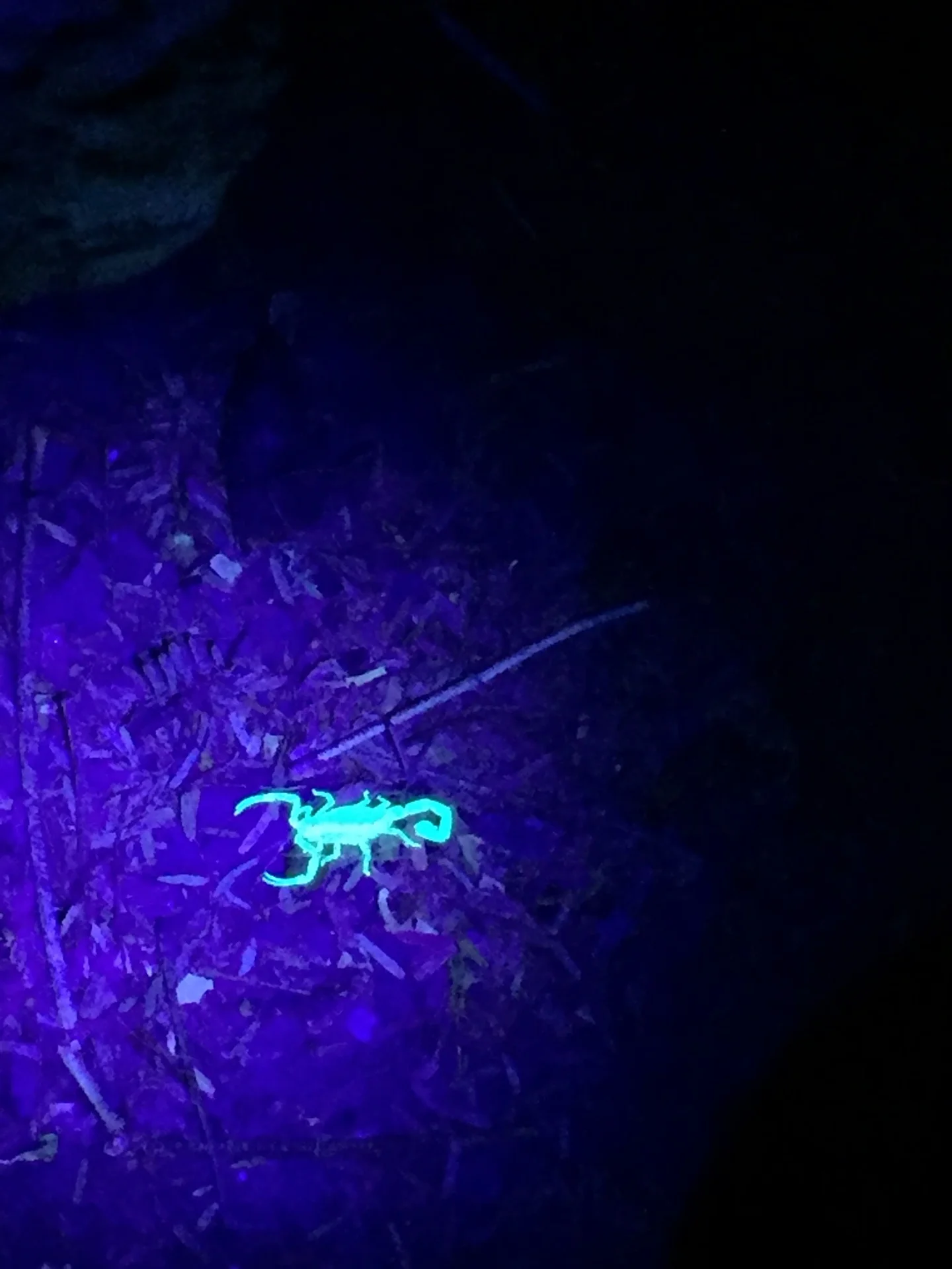 A scorpion under UV light