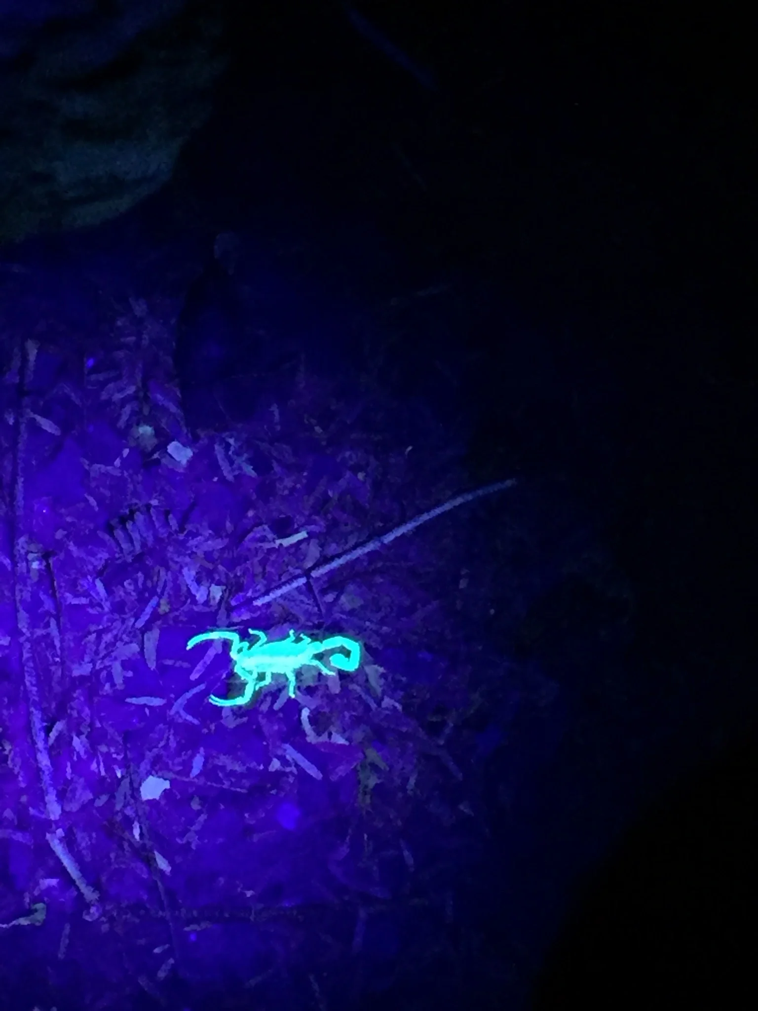 A scorpion under UV light