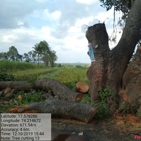 Banyan tree cutting near Satara