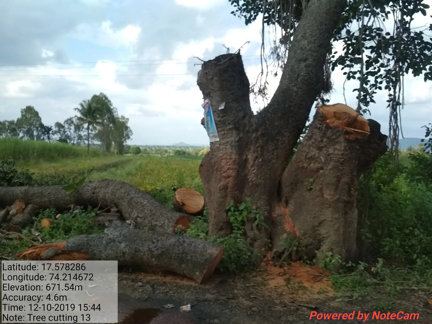 Banyan tree cutting near Satara