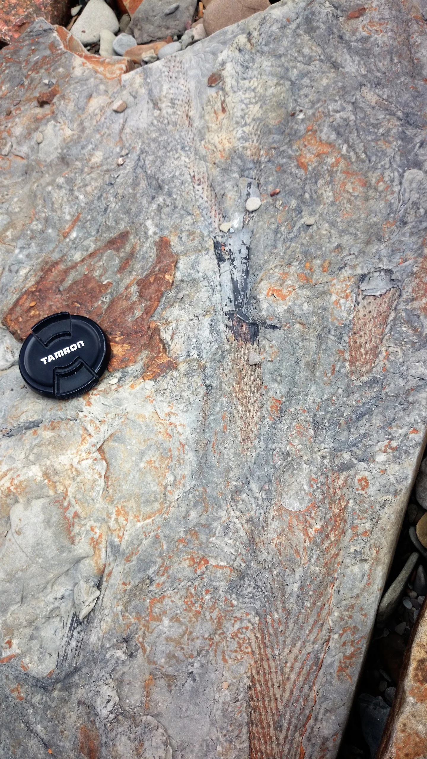 Joggins Fossil cliffs