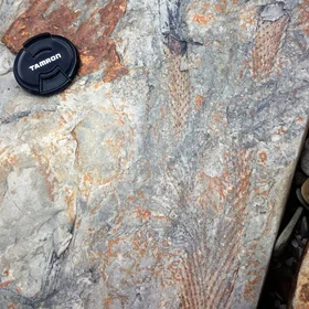 Joggins Fossil cliffs