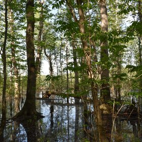 Flooded forest of riparian black ash