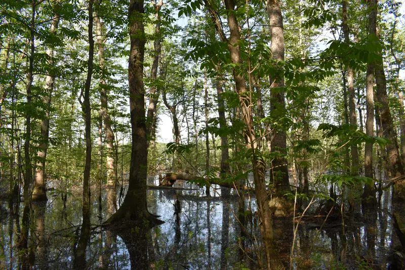 Flooded forest of riparian black ash