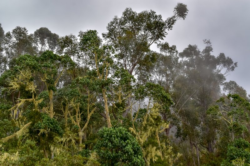 Eucalyptus forest in the mist