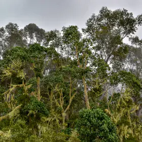 Eucalyptus forest in the mist
