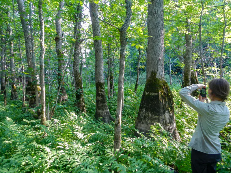 Luxurious black ash forest