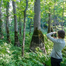 Luxurious black ash forest