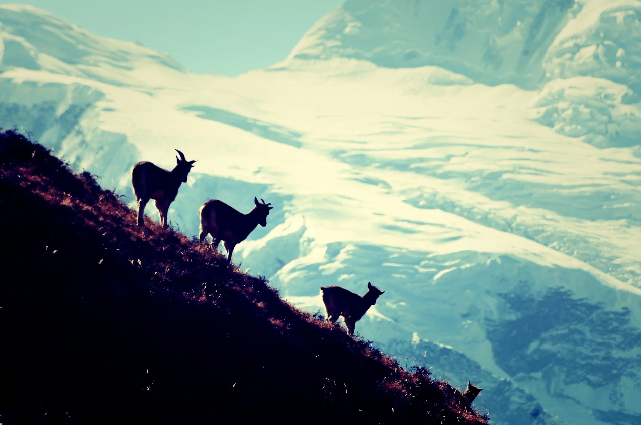 Magical spirit of Annapurna