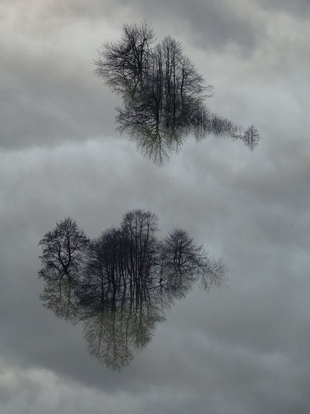 Reflections in floodwater