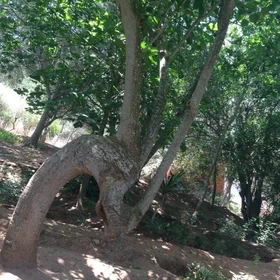 Dragon tree- time effect,Nature