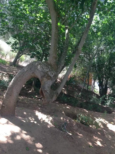 Dragon tree- time effect,Nature