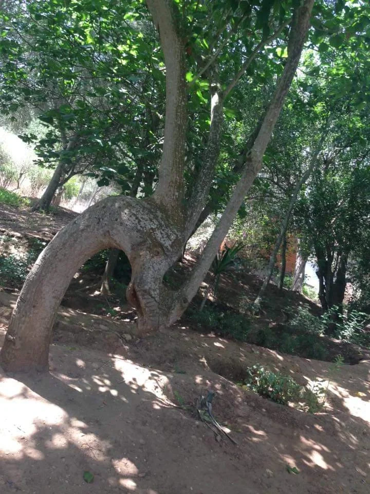 Dragon tree- time effect,Nature