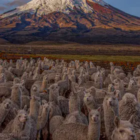Lovely but Deadly Alpacas