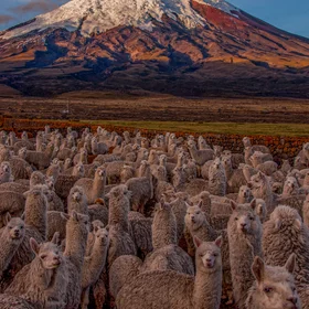 Lovely but Deadly Alpacas