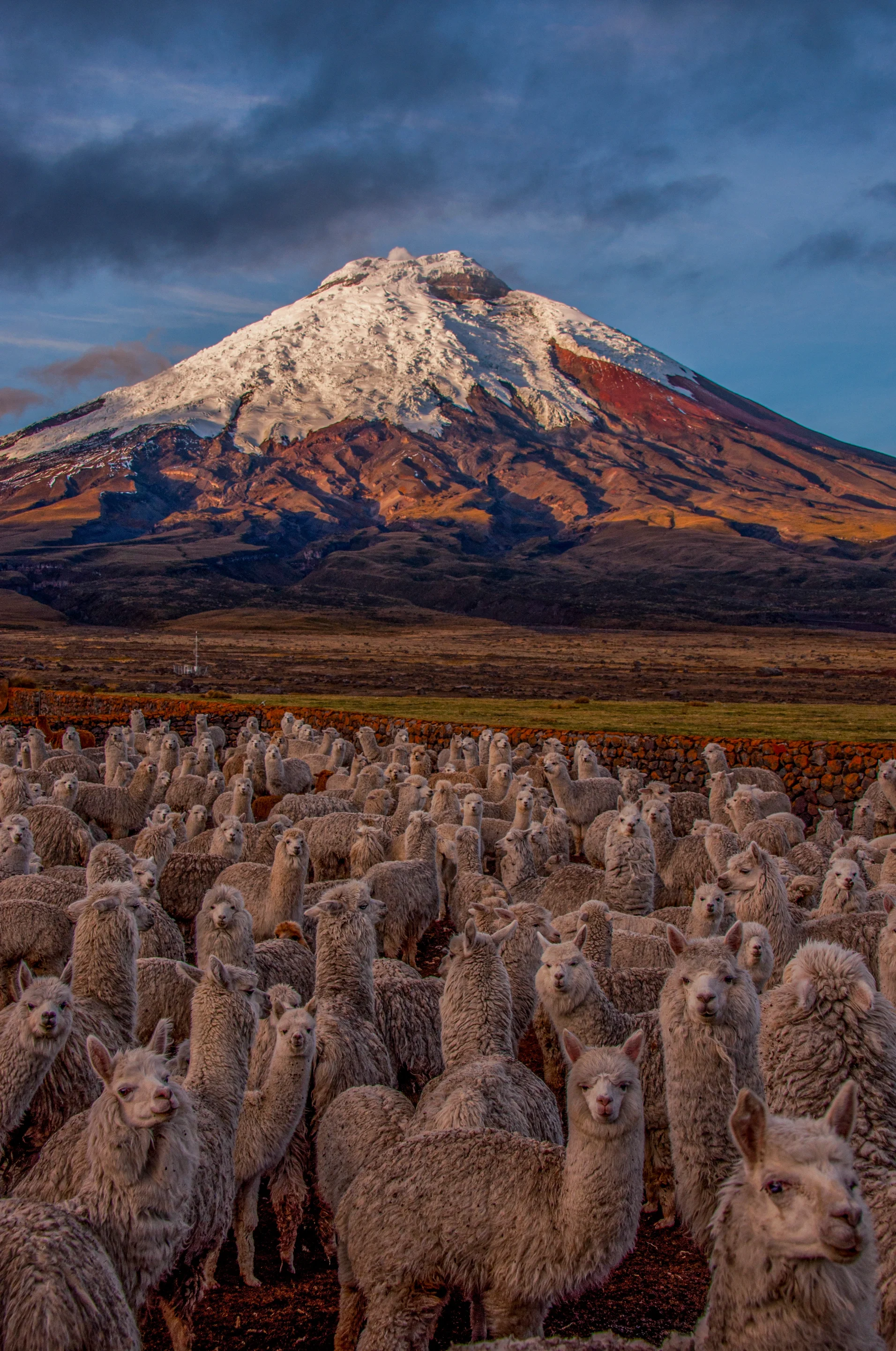 Lovely but Deadly Alpacas