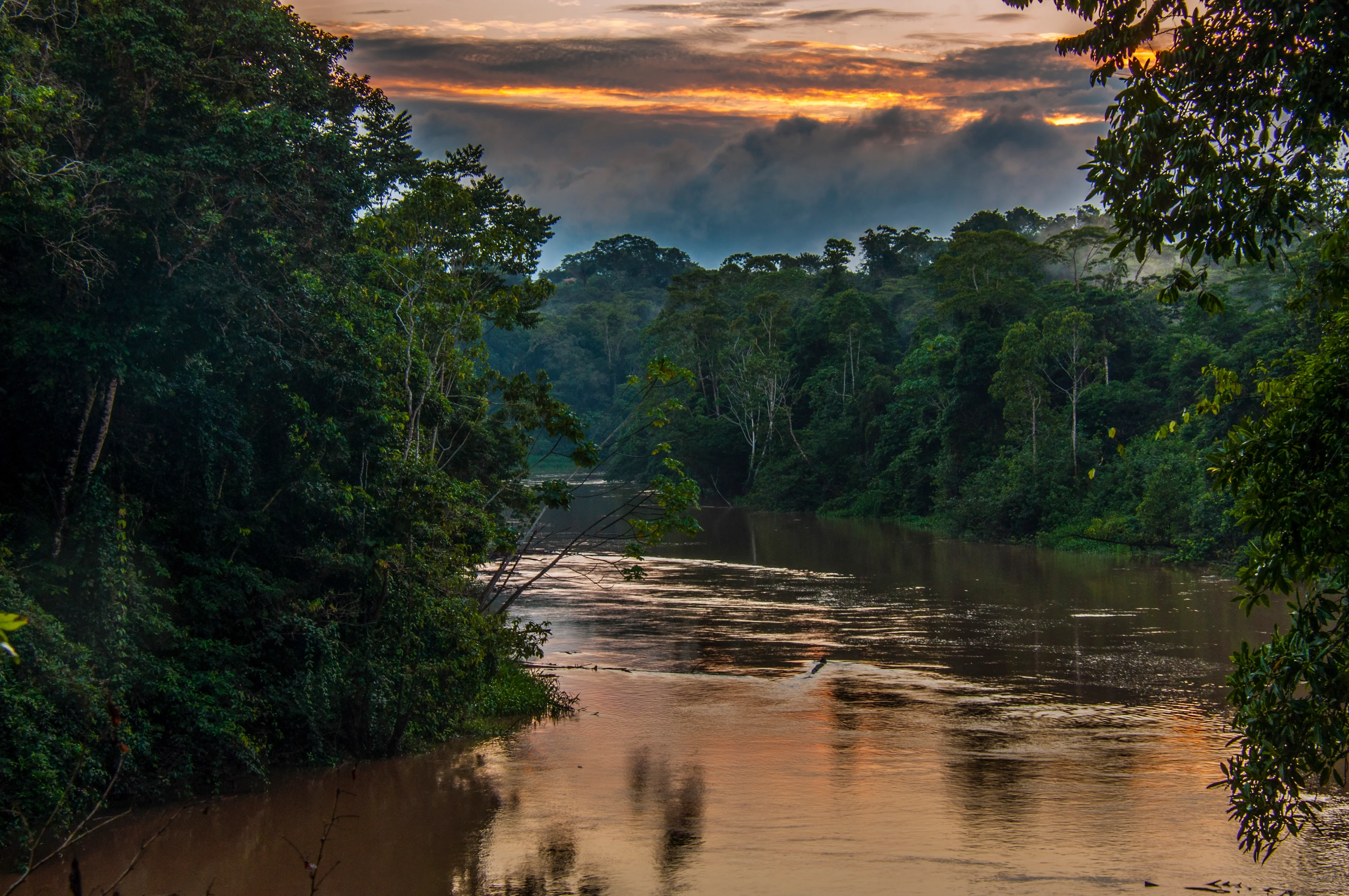 Yasuní National Park