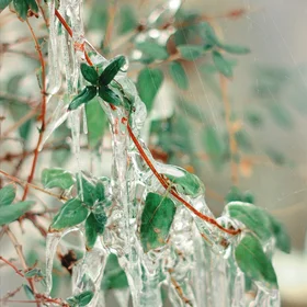 Forest of Tree-like Ice Crystals