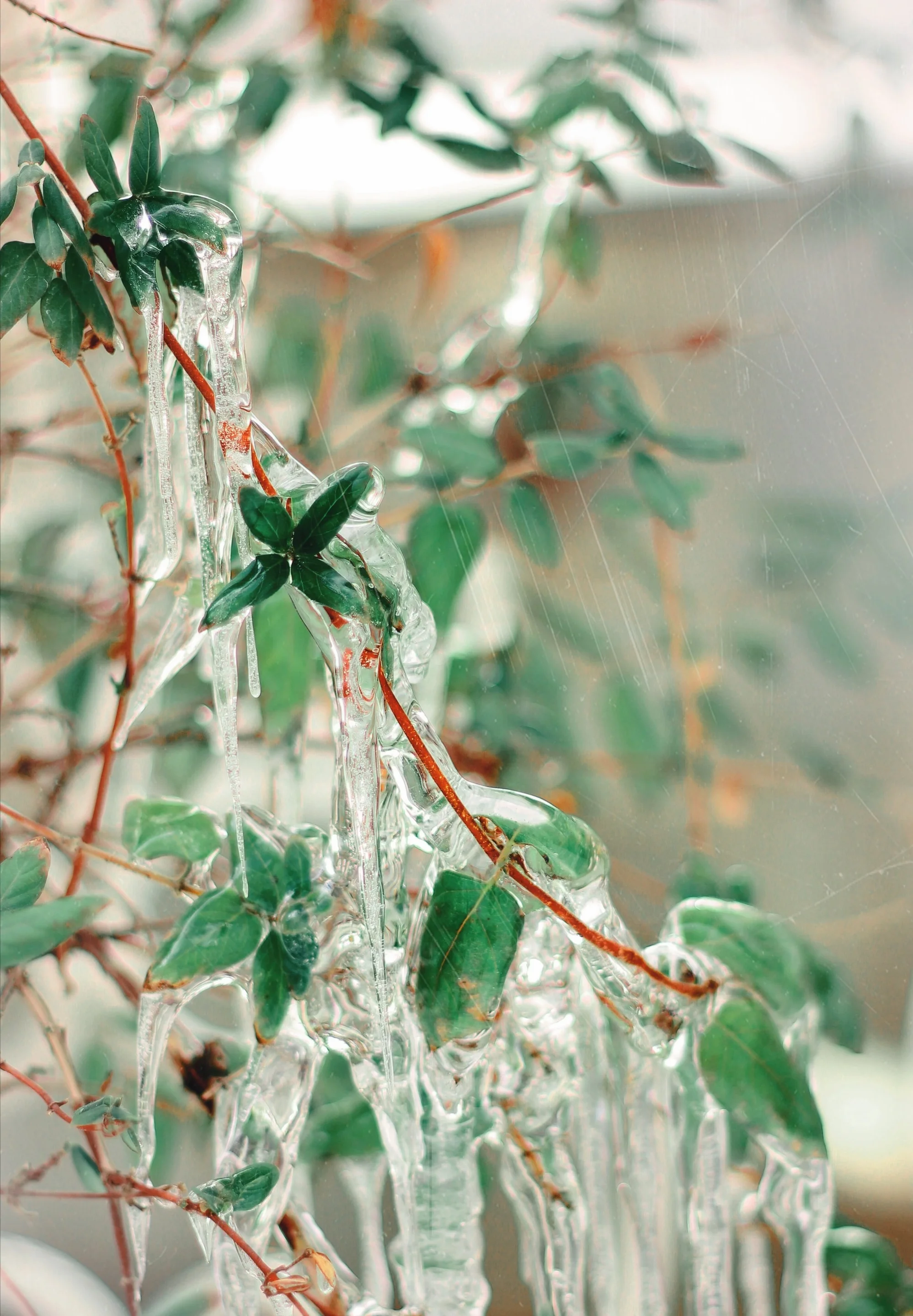 Forest of Tree-like Ice Crystals