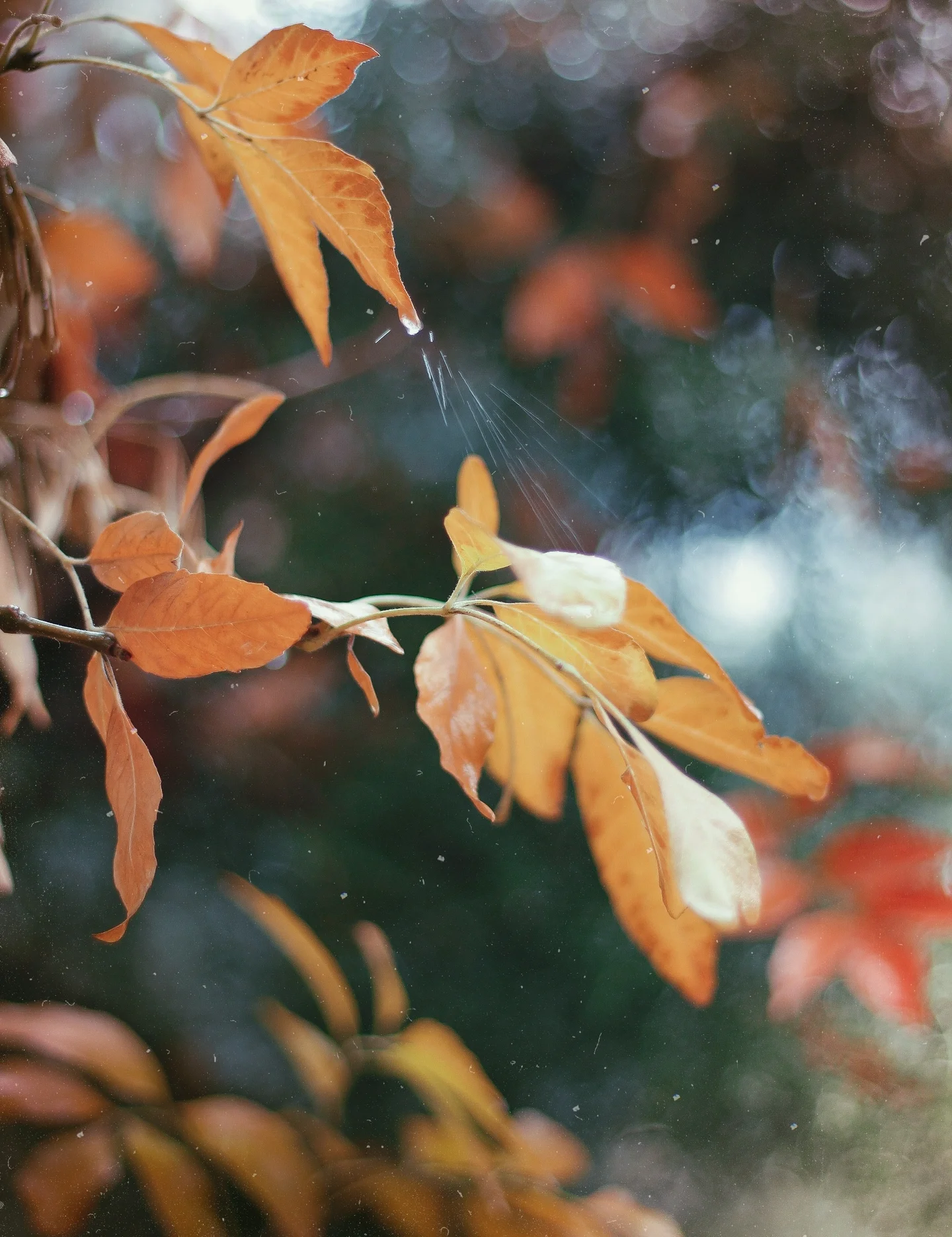 Little Drops of Heaven