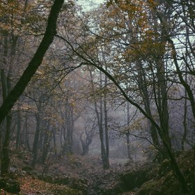 The Virgin Forest of Arasbârân