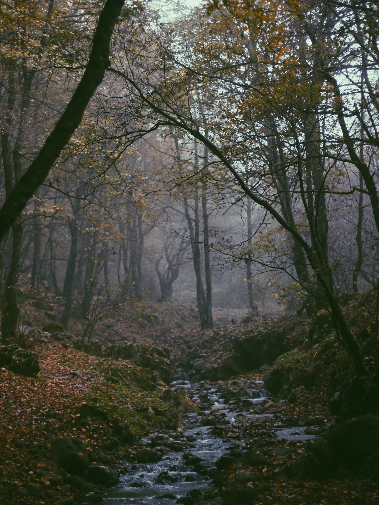 The Virgin Forest of Arasbârân