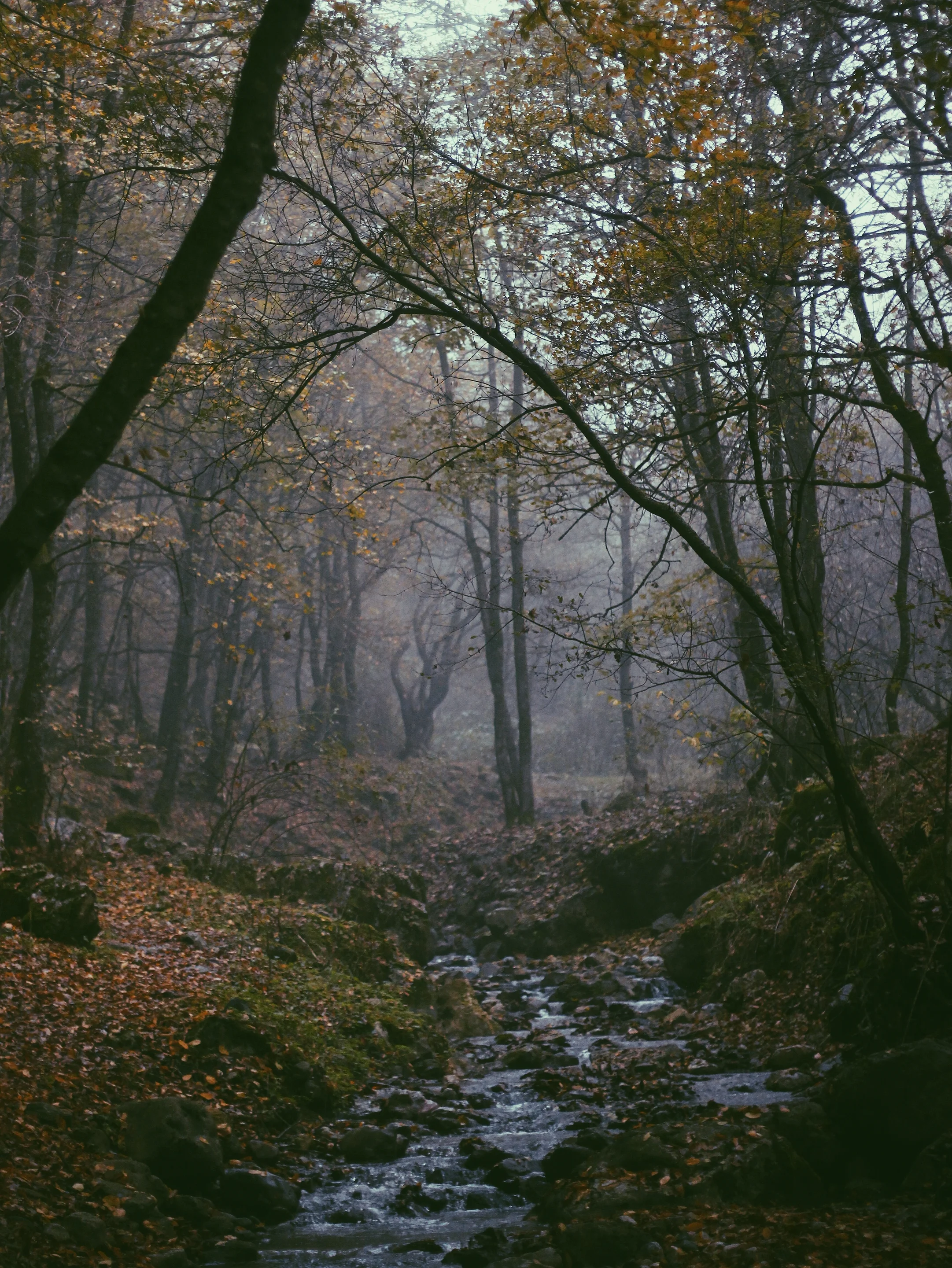 The Virgin Forest of Arasbârân