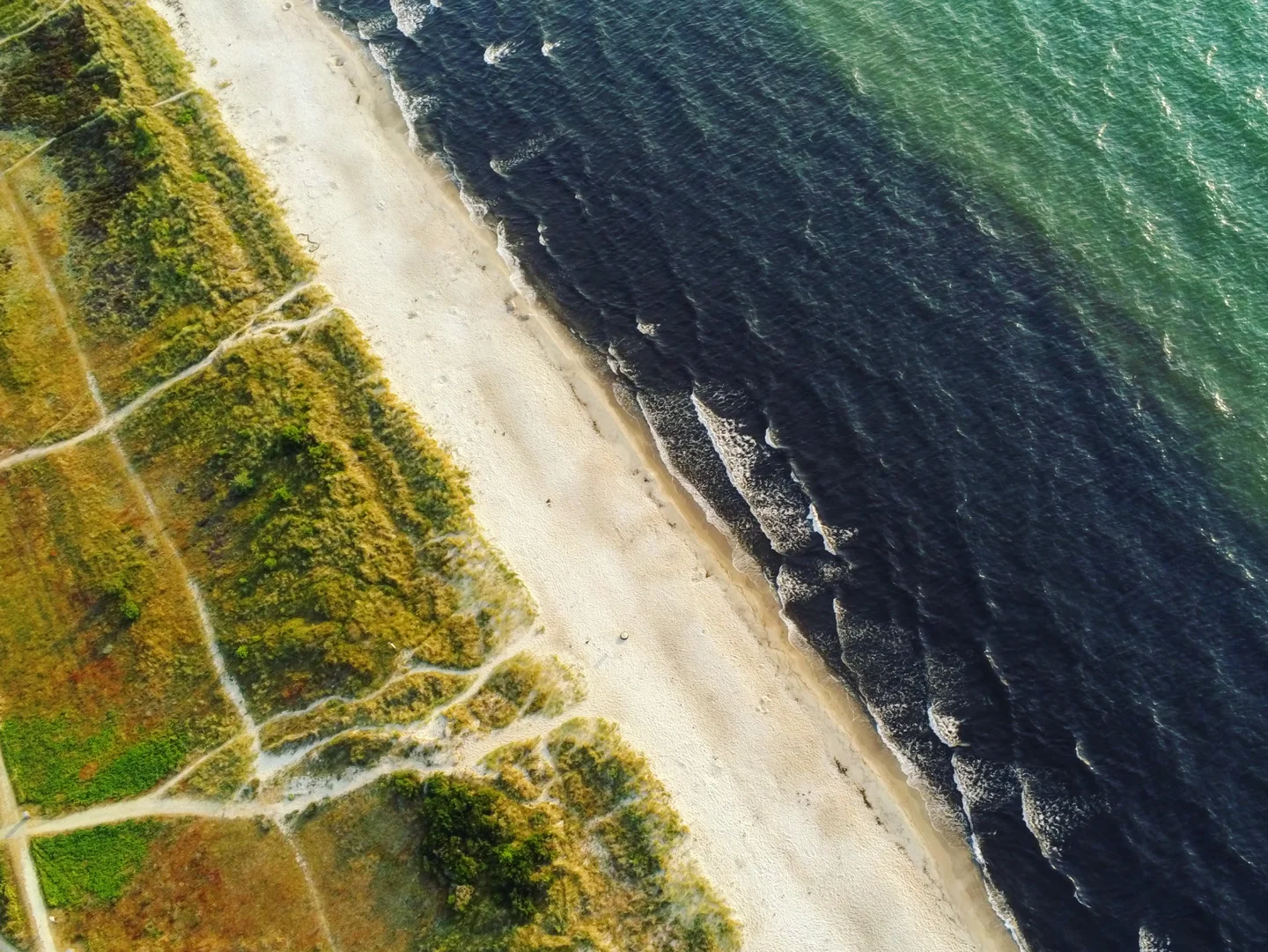 Seaweed carpet from above