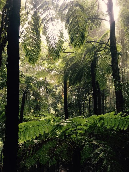Unique fern forests - ancient and worthy of protection