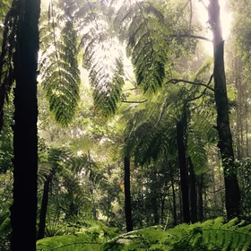 Unique fern forests - ancient and worthy of protection