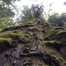 Alerce - Earth's (almost) oldest trees by Melanie Egli