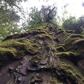 Alerce - Earth's (almost) oldest trees