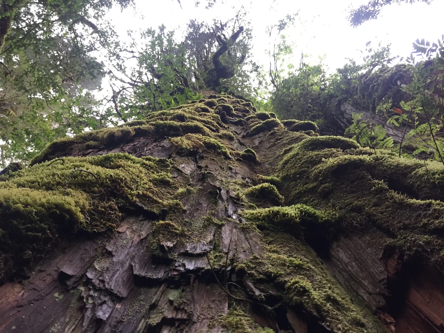 Alerce - Earth's (almost) oldest trees