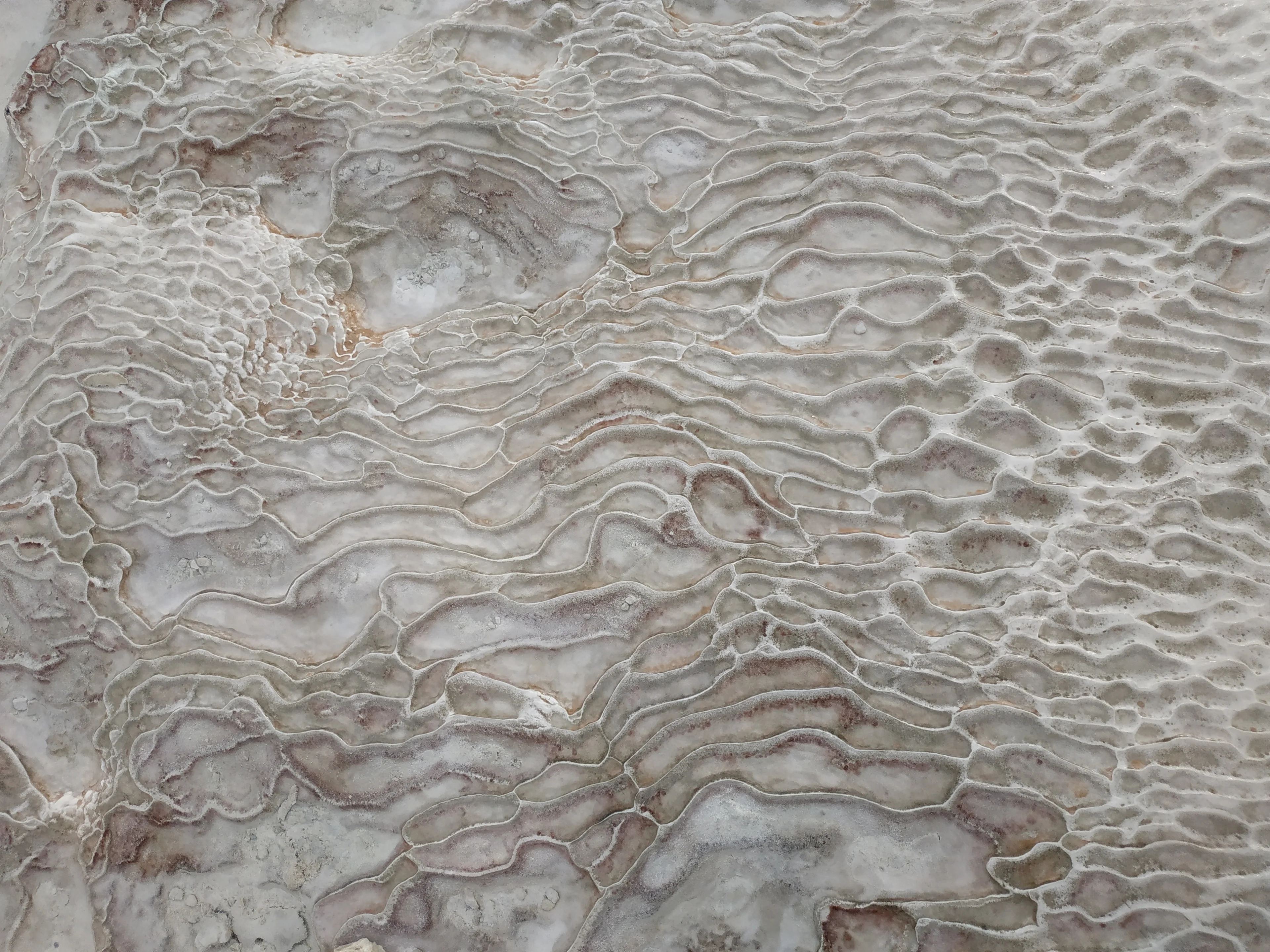 Fingerprint in the cotton